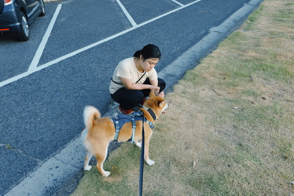 いつもの散歩 / The Usual Walk Excerpt