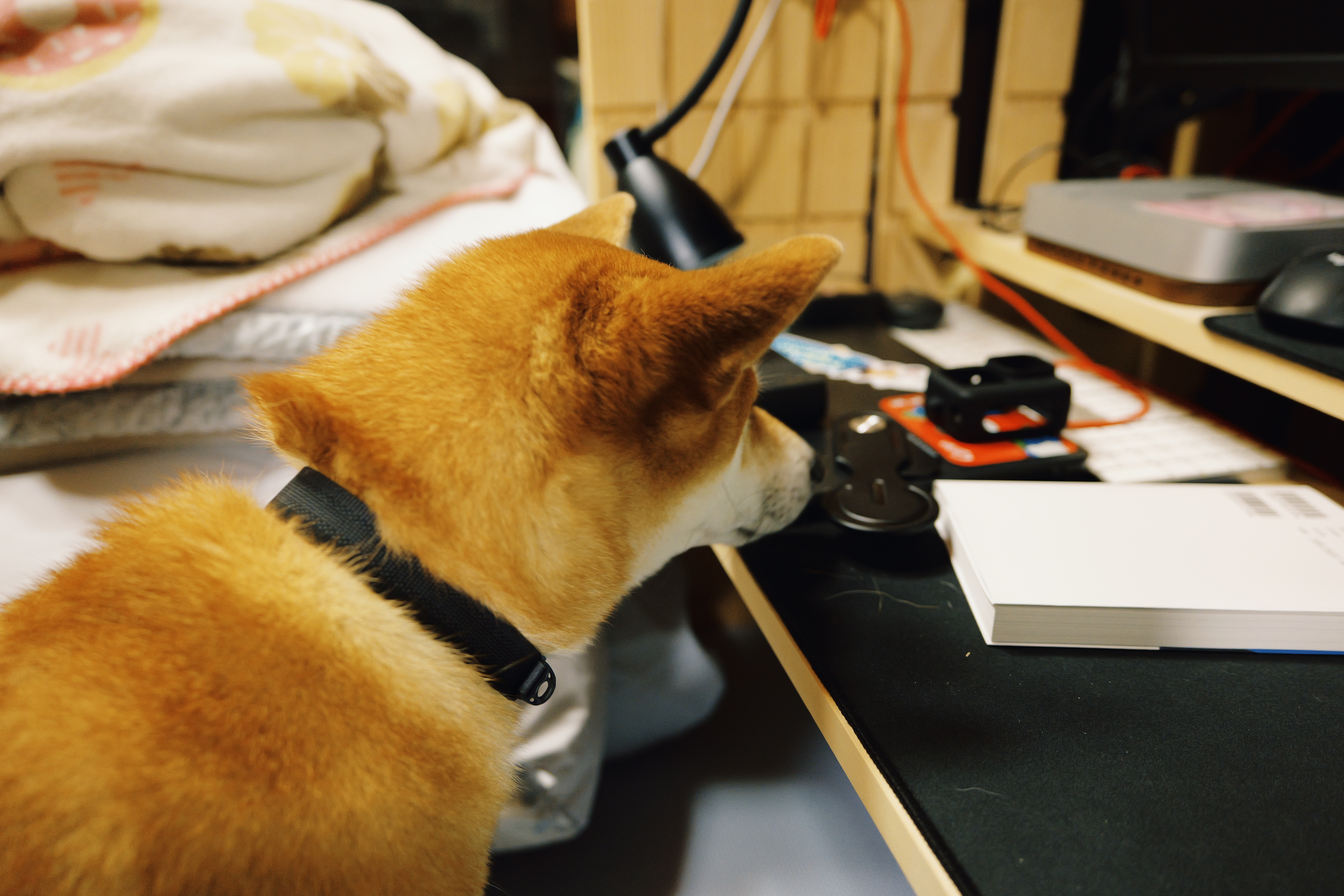 匂いを嗅ぐ犬
A dog sniffing