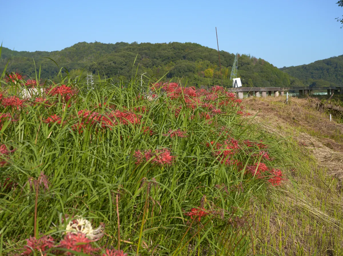 Hidden Higanbana River Spot / 秘密の彼岸花スポット