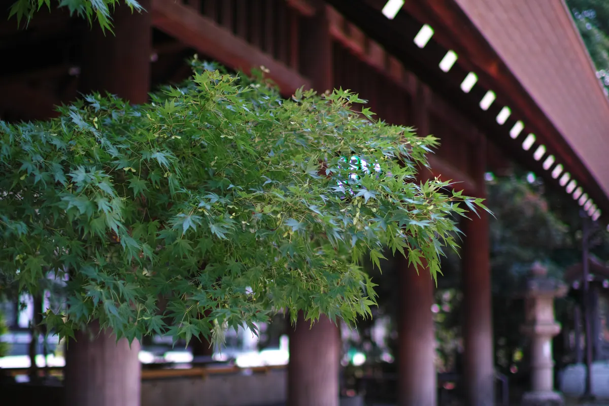 Yasukuni Jinja / 靖國神社