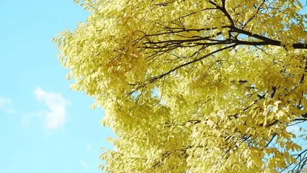 Hakushima Ginkgo Street / 白島イチョウ通り