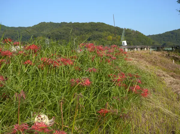 Hidden Higanbana River Spot / 秘密の彼岸花スポット