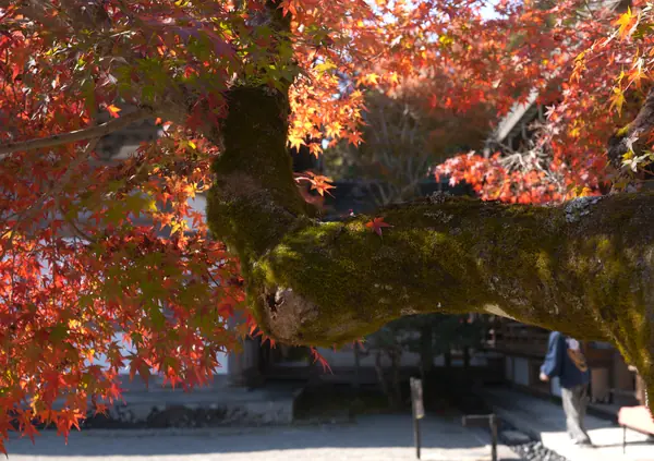 Buttsuji Temple / 佛通寺