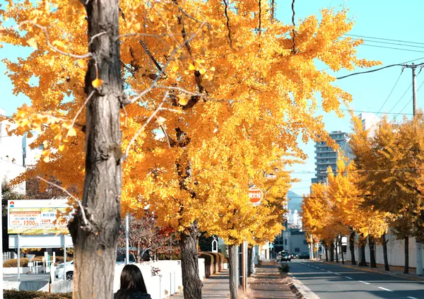 Hakushima Ginkgo Street / 白島イチョウ通り