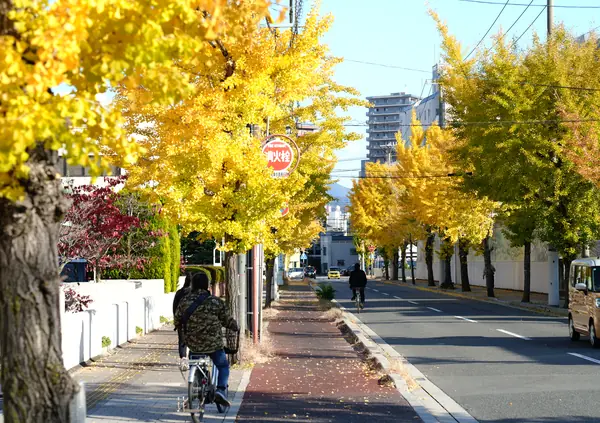 Hakushima Ginkgo Street / 白島イチョウ通り