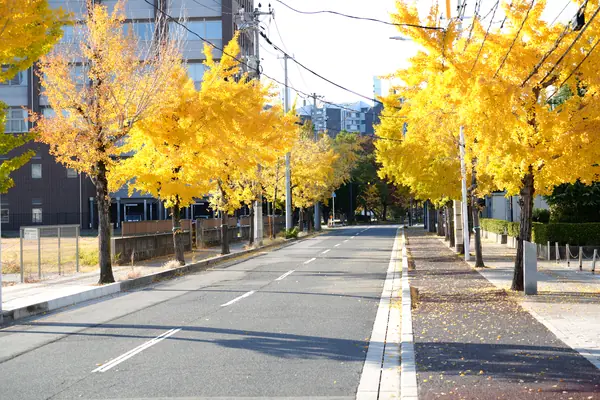 Hakushima Ginkgo Street / 白島イチョウ通り