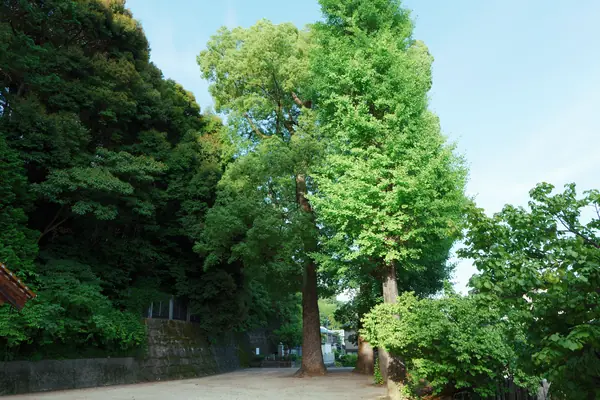 Tanakayama Shrine / 田中山神社