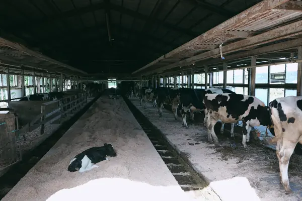 Sagotani Farm / サゴタニ牧農