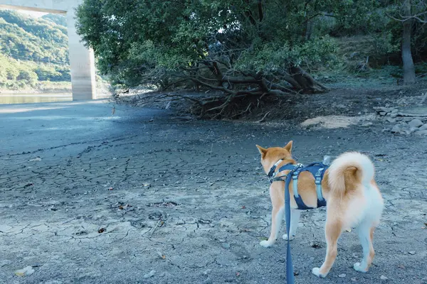Nodogoe Park / のどごえ公園