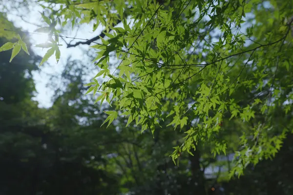 Mitaki-dera Temple / 三瀧寺