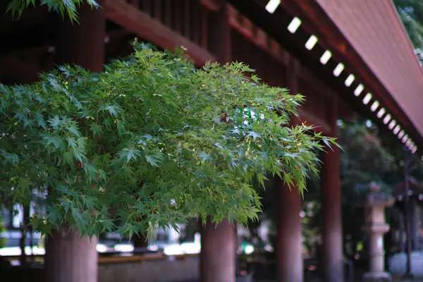Yasukuni Jinja / 靖國神社