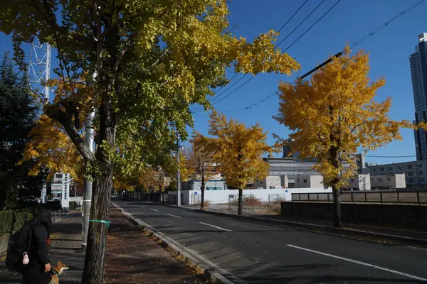 Hakushima Ginkgo Street / 白島イチョウ通り