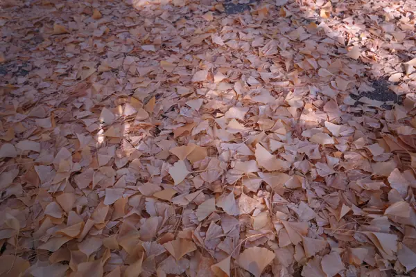 Hakushima Ginkgo Street / 白島イチョウ通り