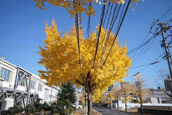 Hakushima Ginkgo Street / 白島イチョウ通り