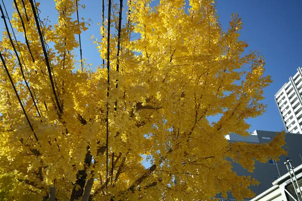 Hakushima Ginkgo Street / 白島イチョウ通り
